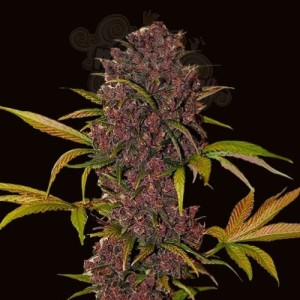 LSD Fast