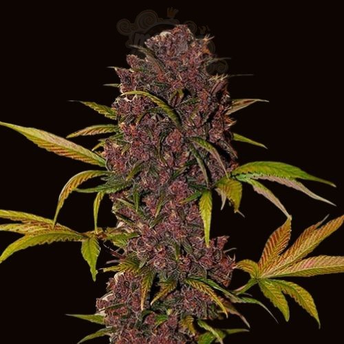 LSD Fast