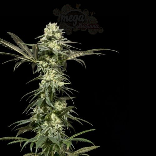 White Widow Fast