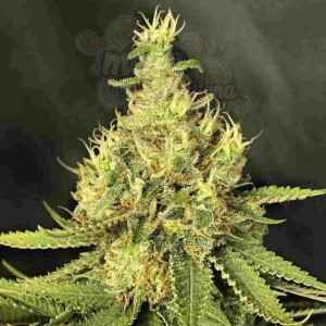 Grapefruit CBD Odmiana Medyczna