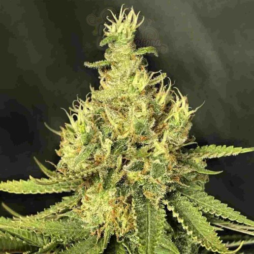 Grapefruit CBD Odmiana Medyczna