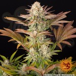 Barney's Farm - Jealousy