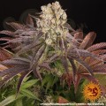 Barney's Farm - Purple Punch x Lemon Drizzle