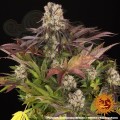 Barney's Farm - Purple Punch x Lemon Drizzle
