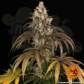 Barney's Farm - Trainwreck