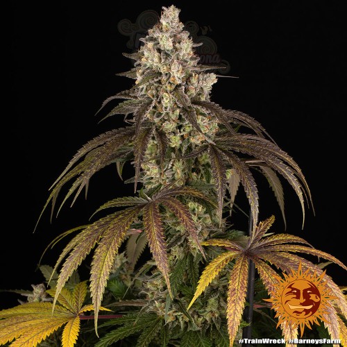 Barney's Farm - Trainwreck