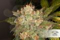 DUTCH PASSION - Auto Night Queen®