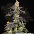 Barney's Farn - Rainbow Sherbet