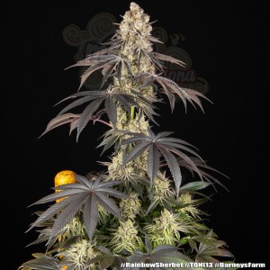 Barney's Farn - Rainbow Sherbet
