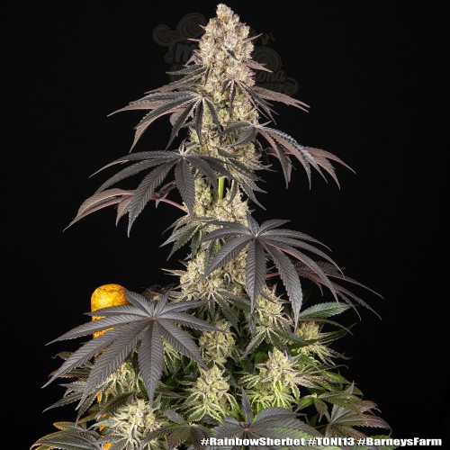 Barney's Farn - Rainbow Sherbet