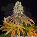 Barney's Farm - Sour Diesel