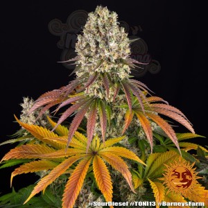 Barney's Farm - Sour Diesel