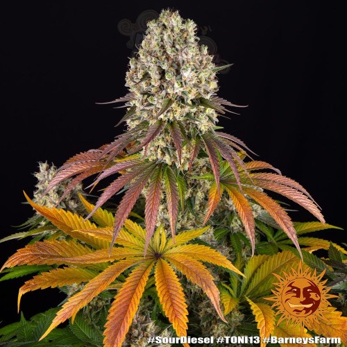 Barney's Farm - Sour Diesel