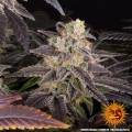 Barney's Farm - White Runtz