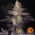 Barney's Farm - White Runtz