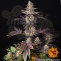 Barney's Farm - White Runtz