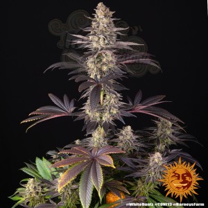 Barney's Farm - White Runtz