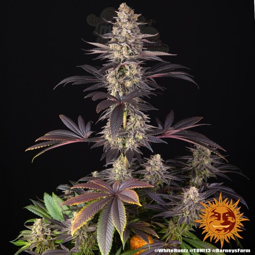 Barney's Farm - White Runtz