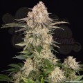Barney's Farm - AK