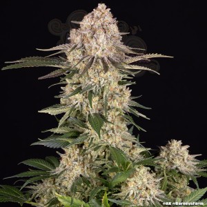 Barney's Farm - AK