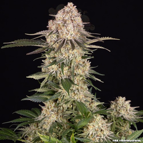 Barney's Farm - AK