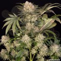 Barney's Farm - AK