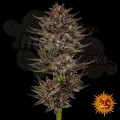 Barney's Farm - Frosted Zinn x Cookie Dog Auto