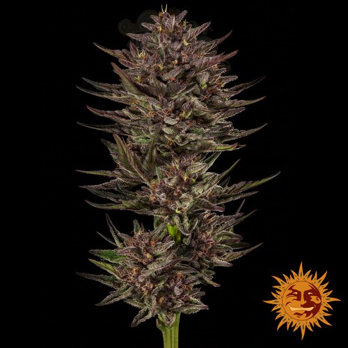 Barney's Farm - Frosted Zinn x Cookie Dog Auto