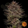 Barney's Farm - Frosted Zinn x Cookie Dog Auto
