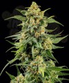Barney's Farm - Skunk #1