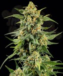Barney's Farm - Skunk #1