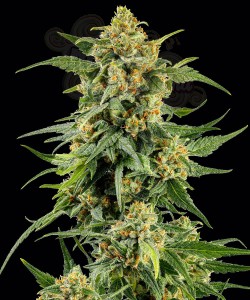 Barney's Farm - Skunk #1