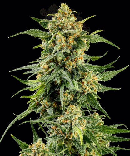 Barney's Farm - Skunk #1