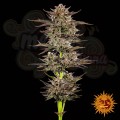 Barney's Farm - Frosted Zinn x 3 Bears OG Auto