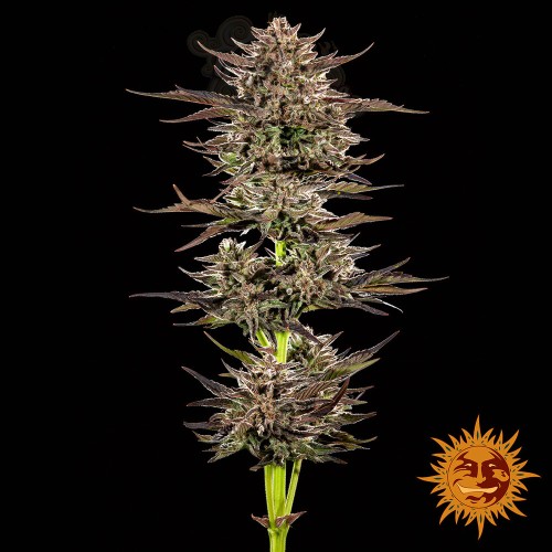 Barney's Farm - Frosted Zinn x 3 Bears OG Auto