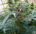 Critical 2.0 + Auto