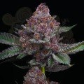 Barney's Farm - Cherry Poppers
