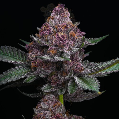 Barney's Farm - Cherry Poppers