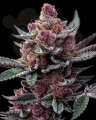 Barney's Farm - Cherry Poppers