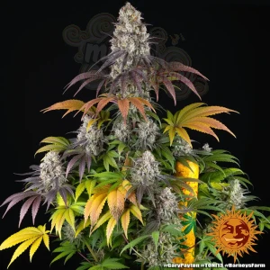 Barney's Farm - GARY PAYTON 
