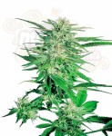 SENSI SEEDS - Big Bud®