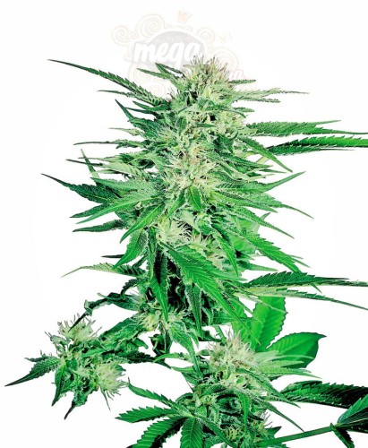 SENSI SEEDS - Big Bud®