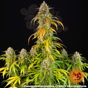 BARNEY’S FARM - Pineapple Express Auto