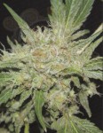 FANTASEEDS - Amazing Haze