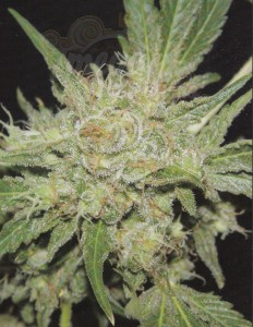 FANTASEEDS - Amazing Haze
