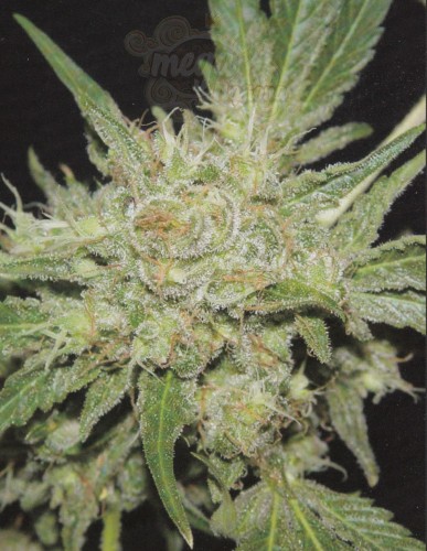 FANTASEEDS - Amazing Haze