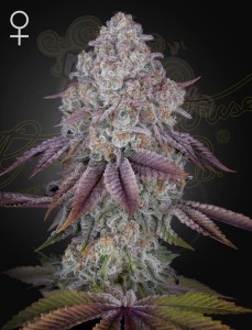 GREEN HOUSE SEEDS - Persian Pie