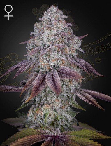 GREEN HOUSE SEEDS - Persian Pie