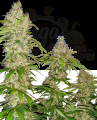 SENSI SEEDS - Banana Kush Cake (1)