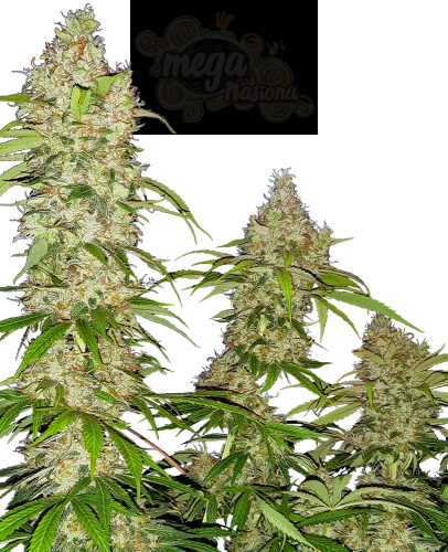 SENSI SEEDS - Banana Kush Cake (1)